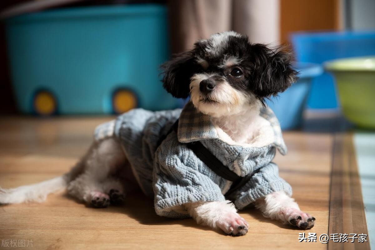 如何训练狗狗听话不到处乱跑,最好养的狗狗还省钱听话好训练