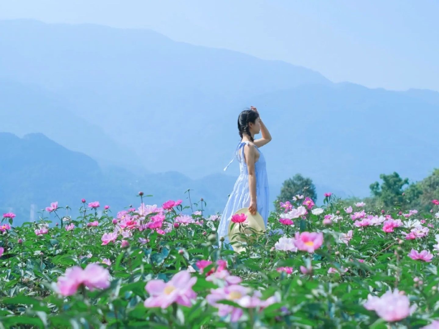 成都芍药花海景区,成都市内芍药花海