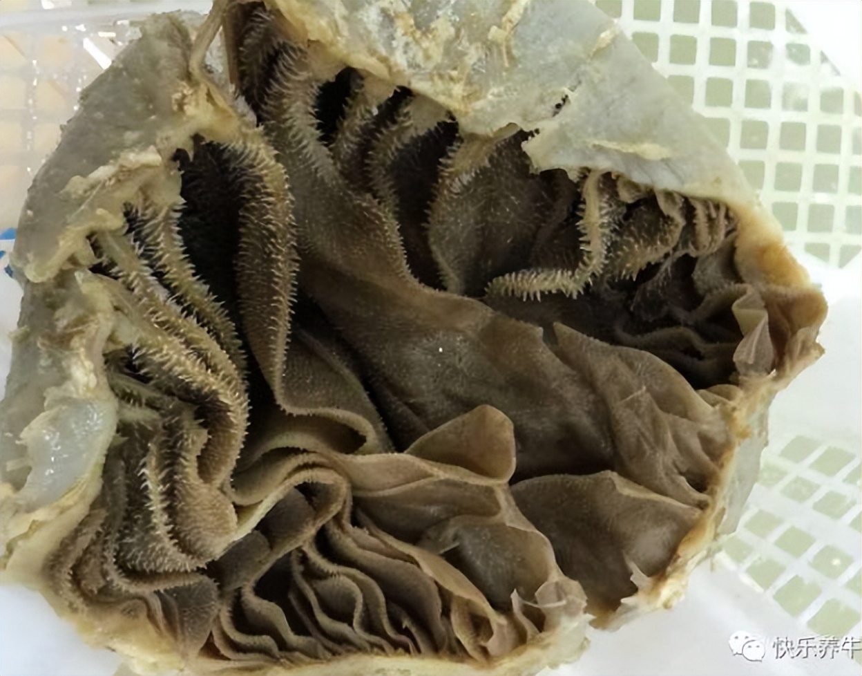 冬季牛“百叶干”频发,养牛户应如何进行防治?