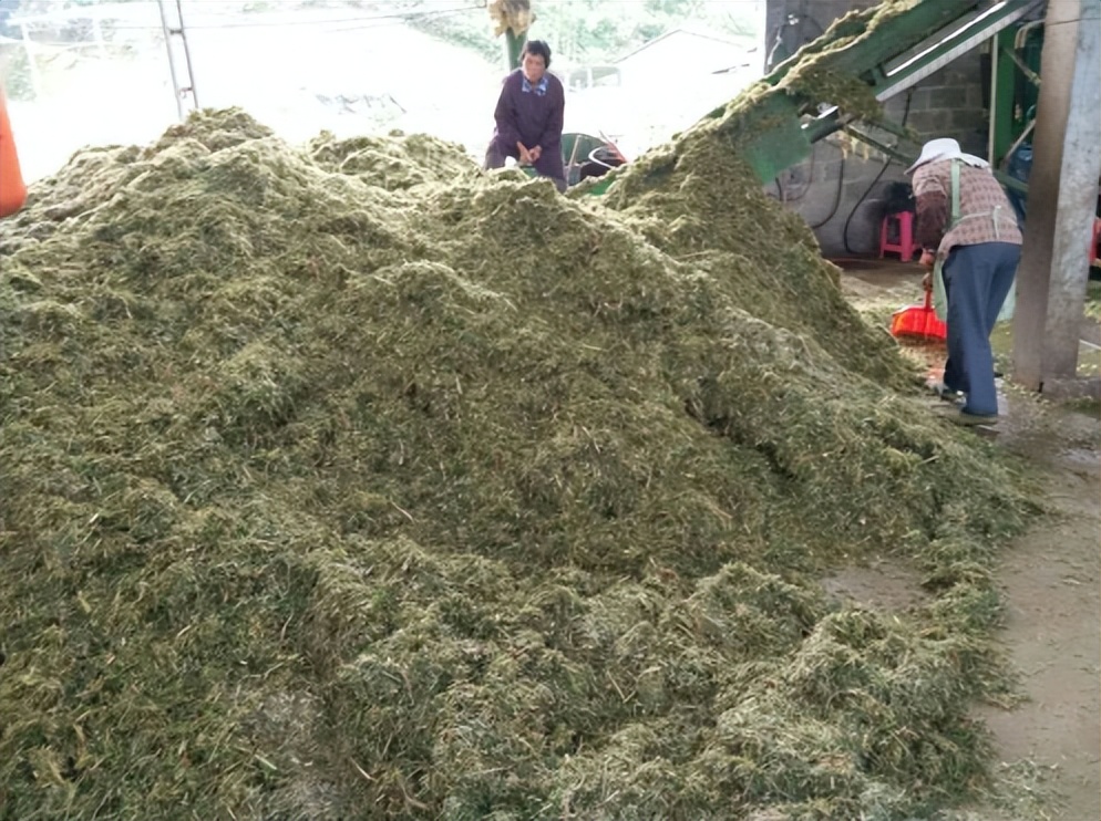 加强型活力99生酵剂—以高浓度乳酸菌，更好用的专业益生菌发酵剂