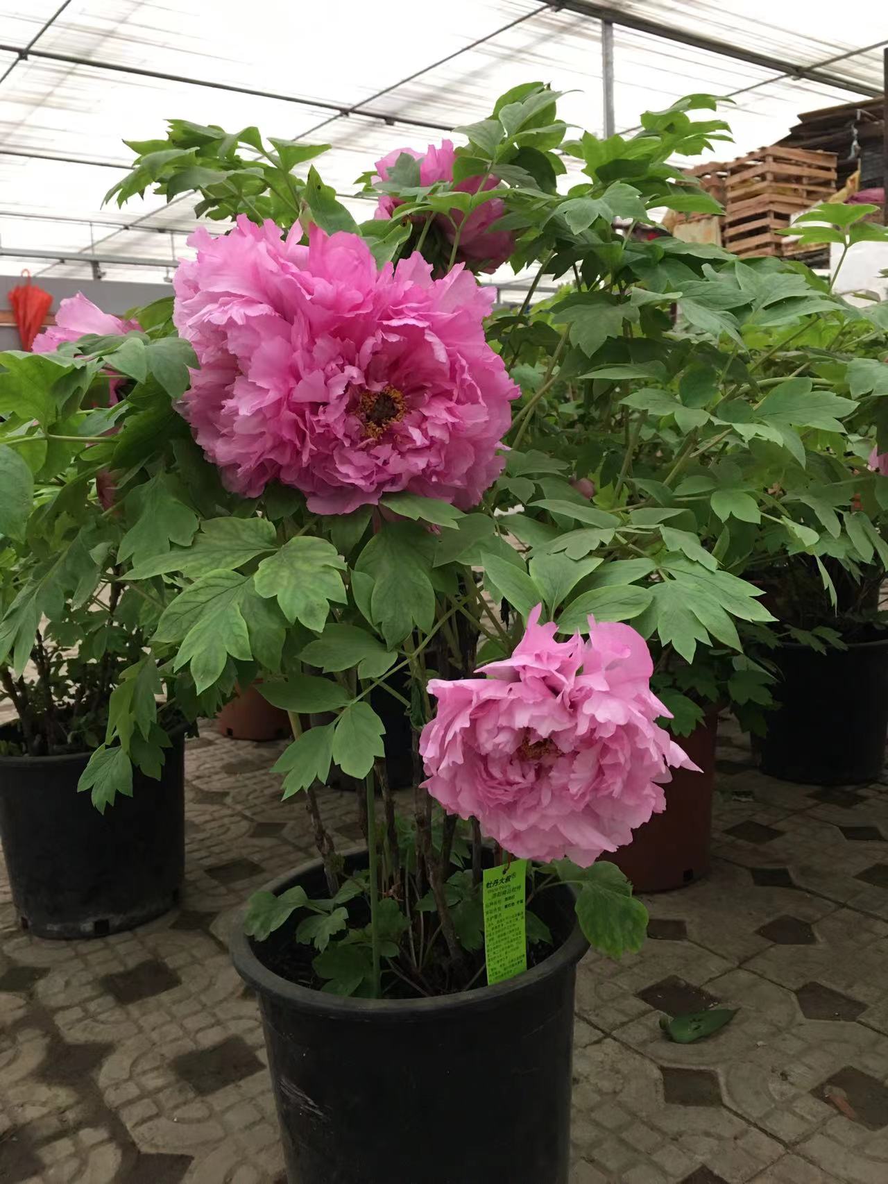 成都春天花卉市场哪里最便宜,成都温江区最便宜的花卉市场