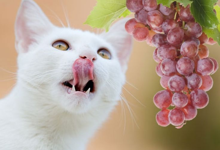 长期养猫突然变凶,再次提醒养猫会得这7种病