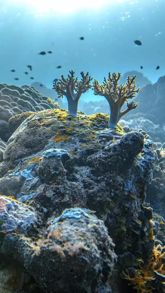 海底世界高清大图壁纸,手机动态海底世界鱼壁纸