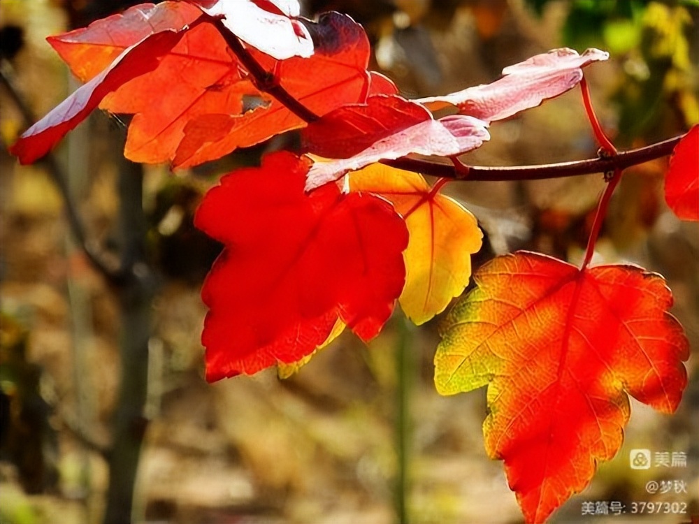 秋风、秋雨、秋韵山东老干部之家诗词雅阁第十二期