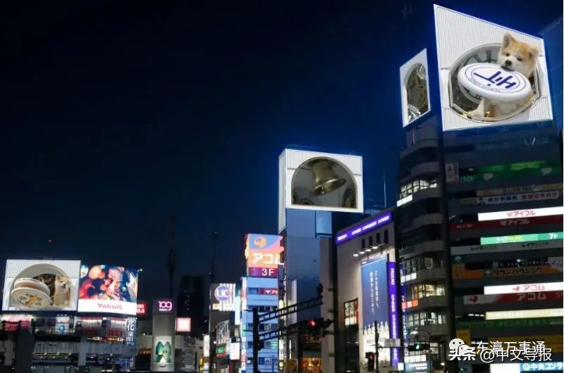 涩谷街头秋田犬,霓虹涩谷街头出现巨大秋田犬
