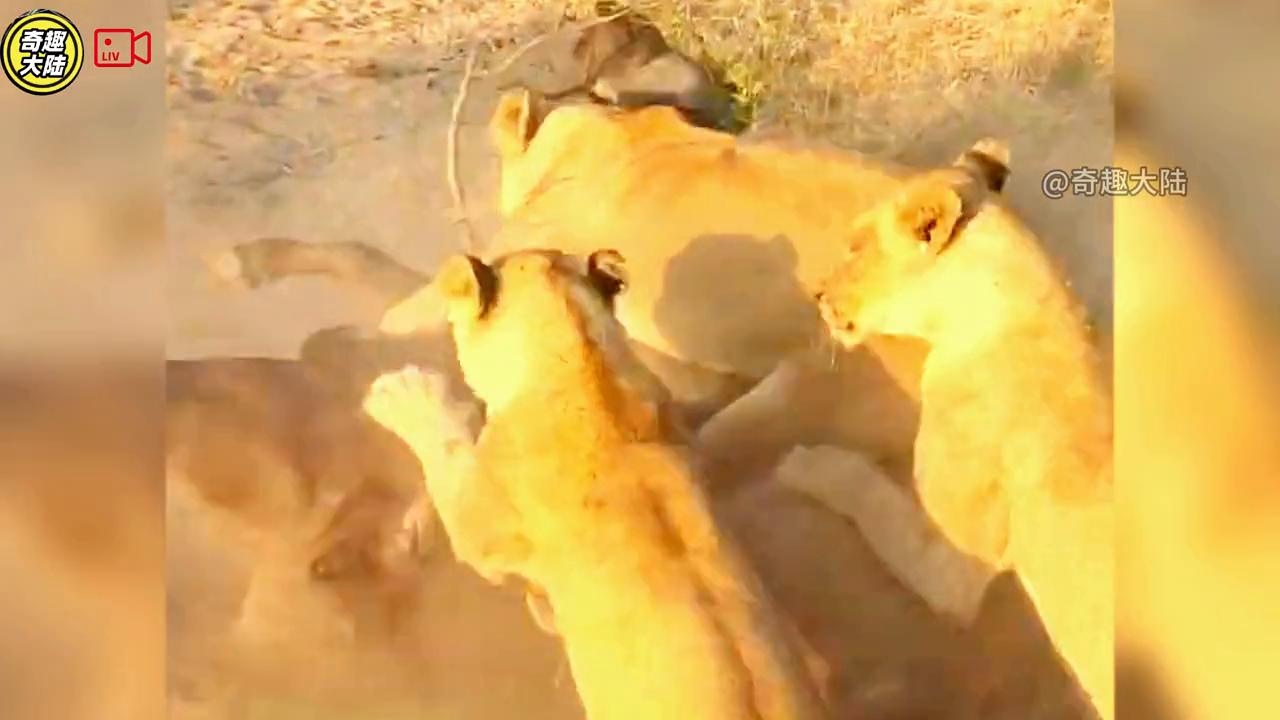 母牛救野牛视频,母牛救小水牛完整视频