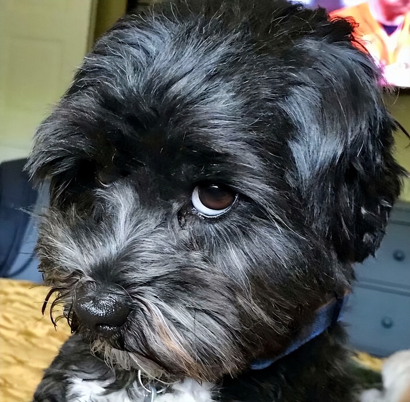 如何和狗互相交流,如何正确与狗狗互动