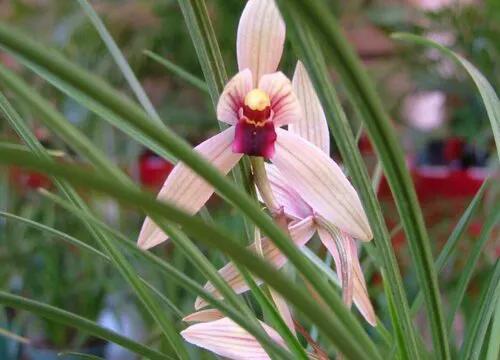 最美的100种兰花图片,欣赏一下最美的兰花