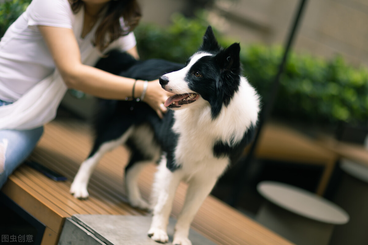 新手开宠物店怎么开呢,宠物店创业新手入门