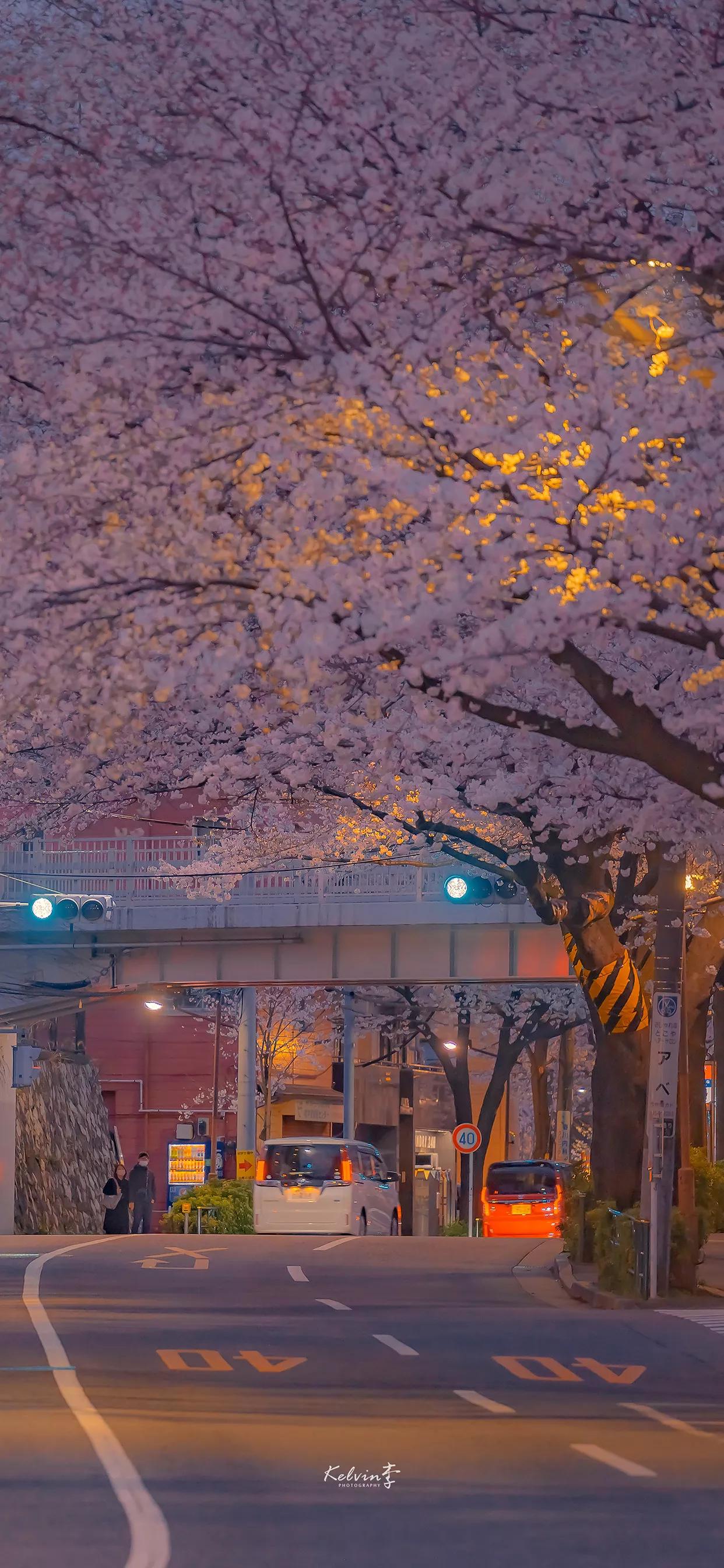 春天清新壁纸图片大全,手机壁纸春天风景超清