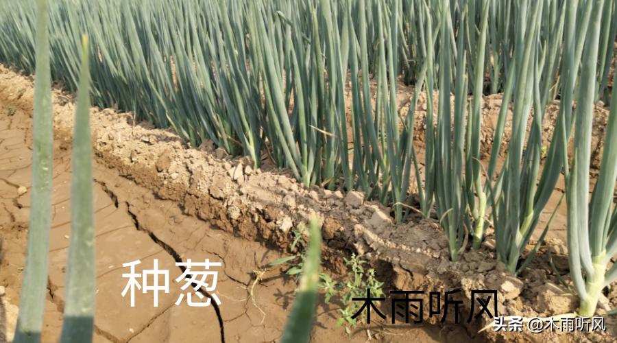 农民怎样靠土地挣钱,农村有没有什么办法可以赚钱