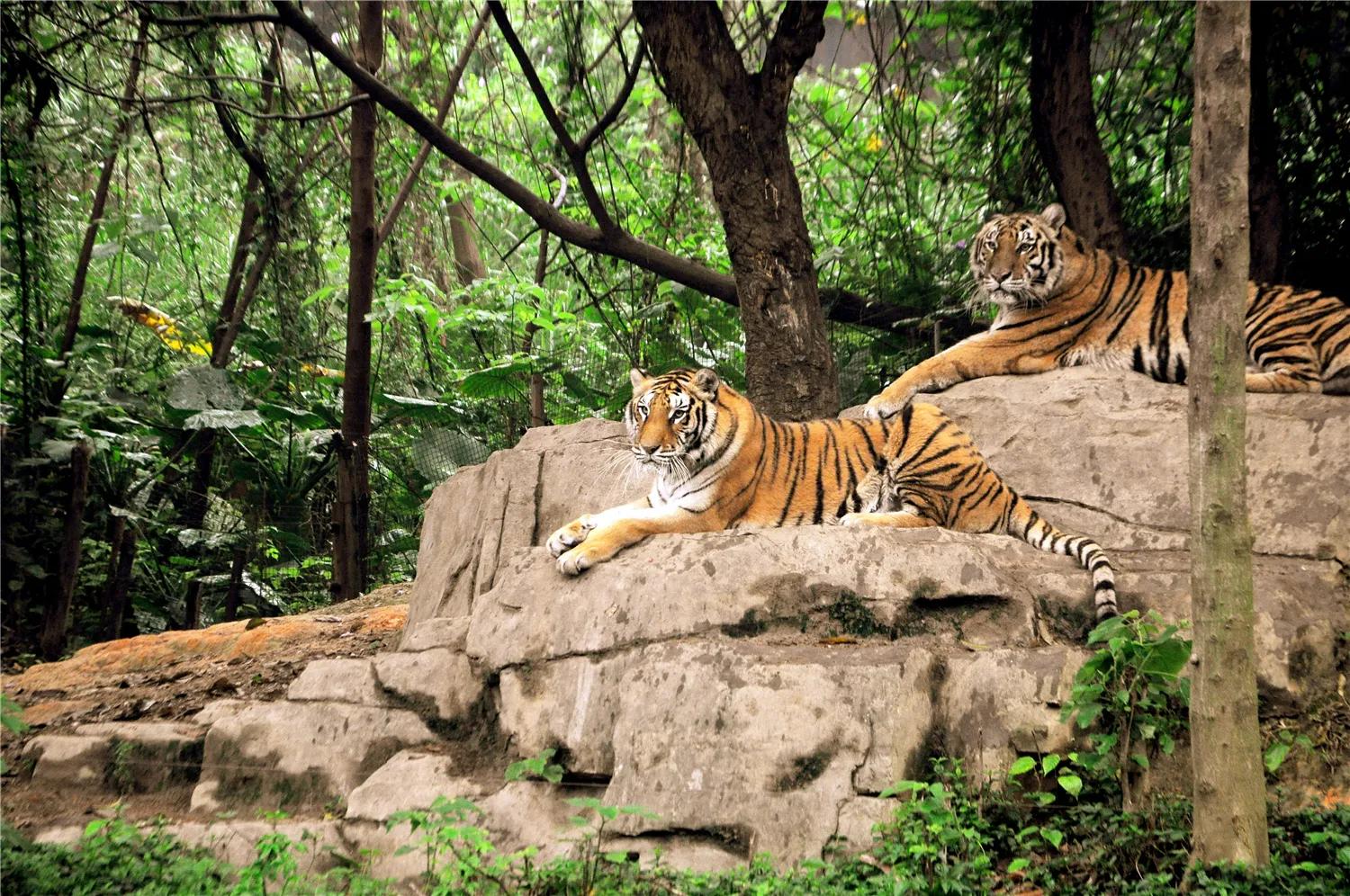 广州长隆野生动物世界有大象吗,广州长隆野生动物世界有多少动物