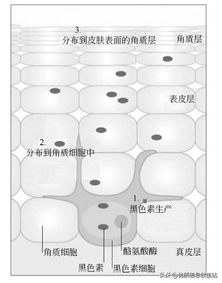护肤书单爆款,美容化妆品书籍