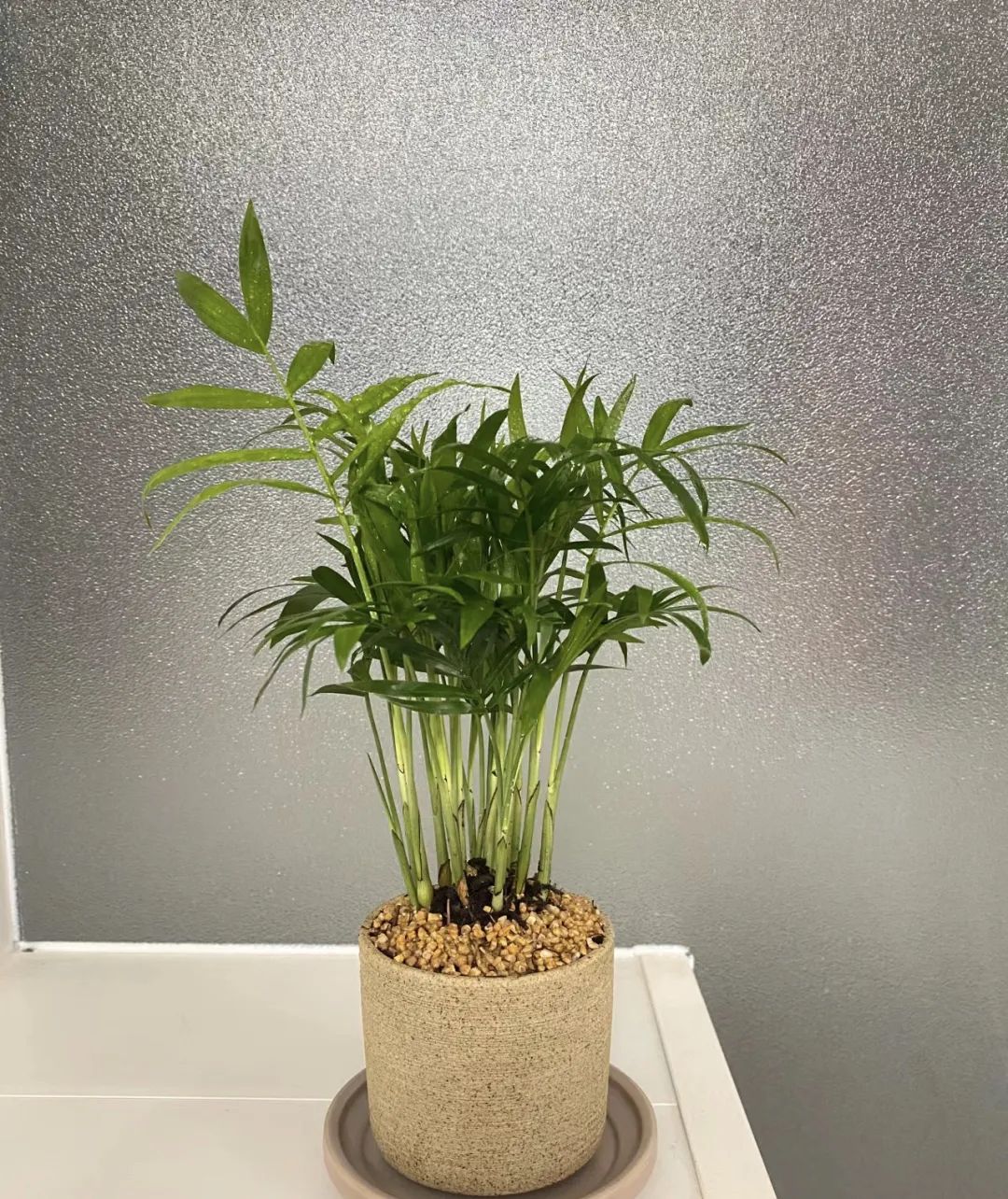 室内养什么好养又吸甲醛,室内养什么绿植吸收甲醛量最高