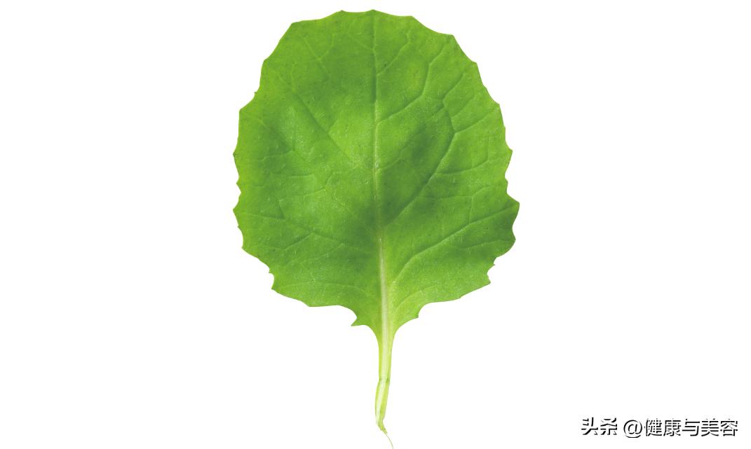 介绍一下羽衣甘蓝这种蔬菜,怎么介绍羽衣甘蓝营养价值