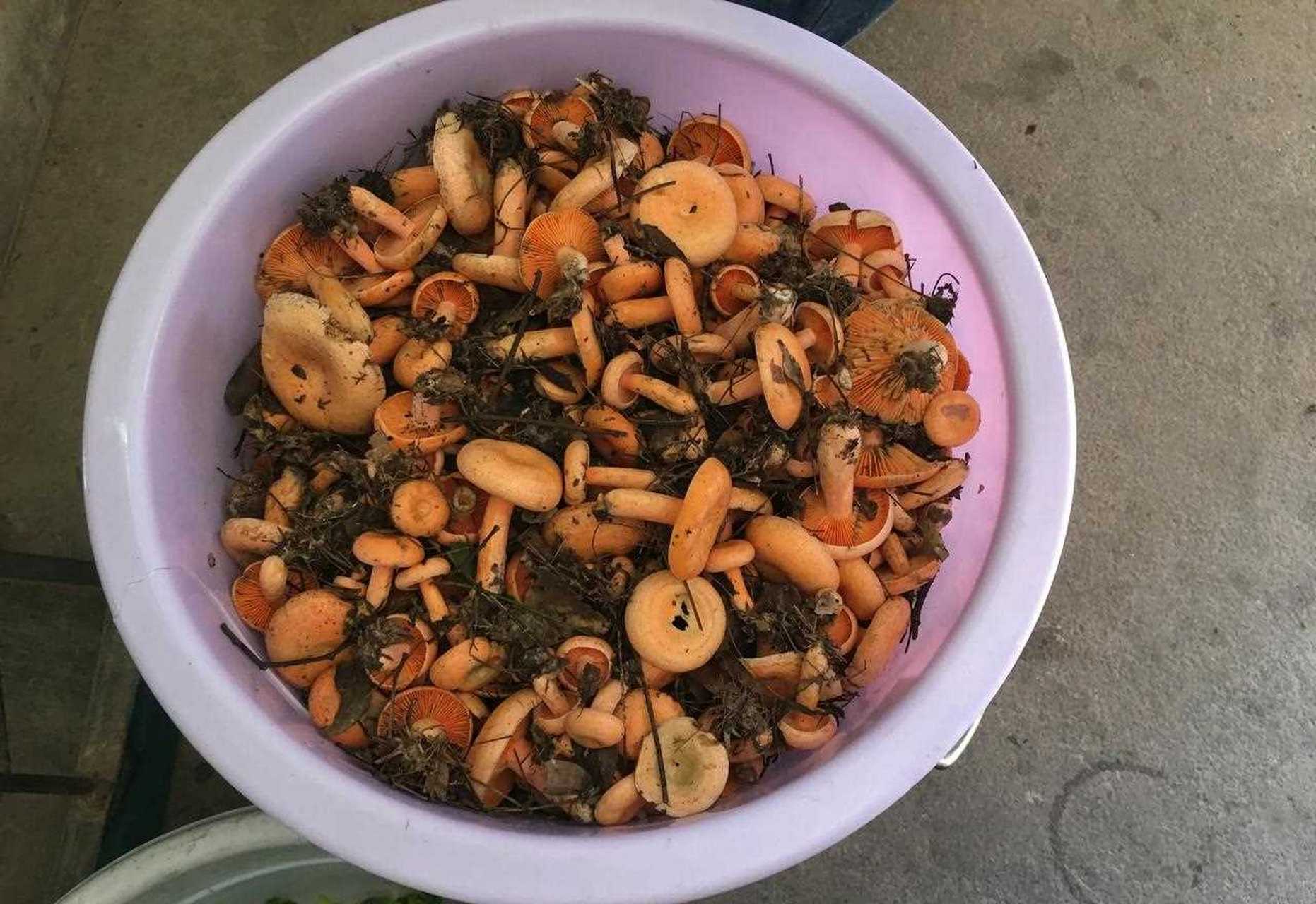 上山采枞树菌价格,贵州野生枞树菌今天价格