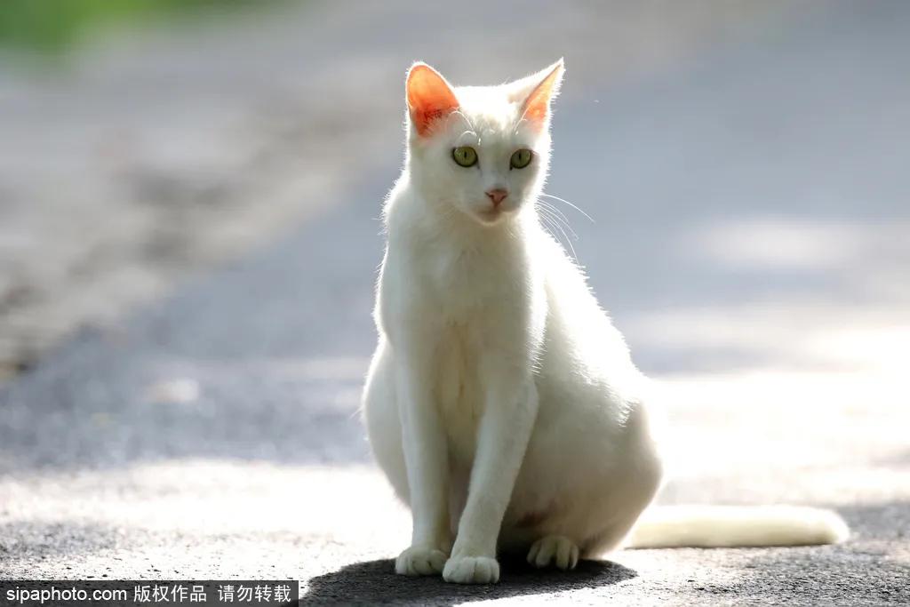 故宫御猫最火的猫,北京故宫的猫为什么叫御猫