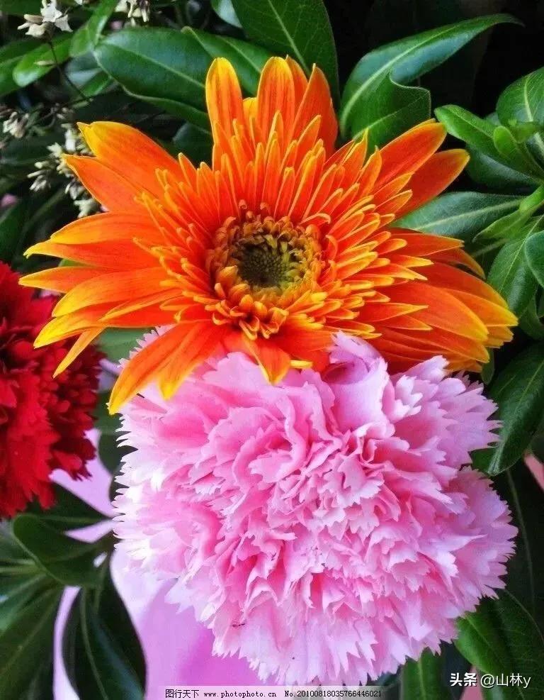 十大绝美花朵,绝美花朵视频