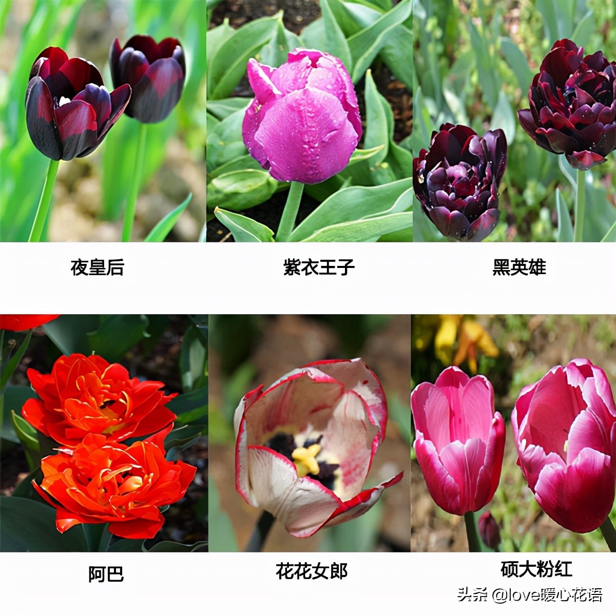 郁金香和玫瑰花搭配的花语,两朵粉色郁金香花语是什么