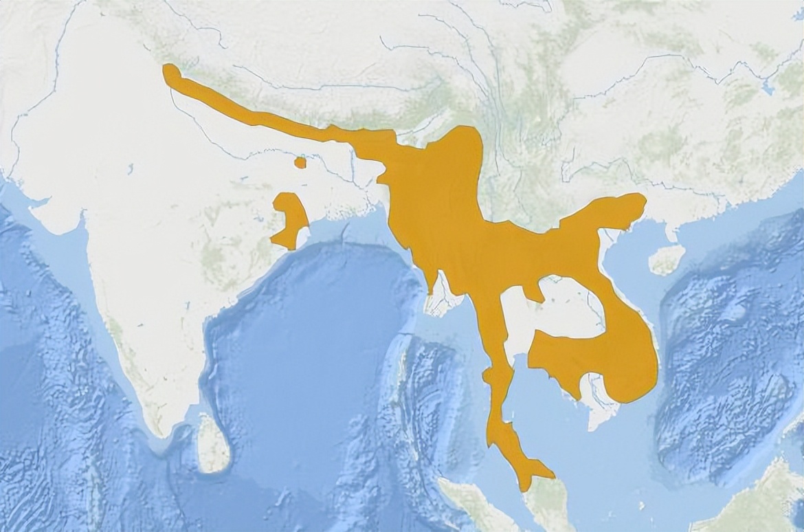 素食宠物食品,素食宠物零食有哪些品种