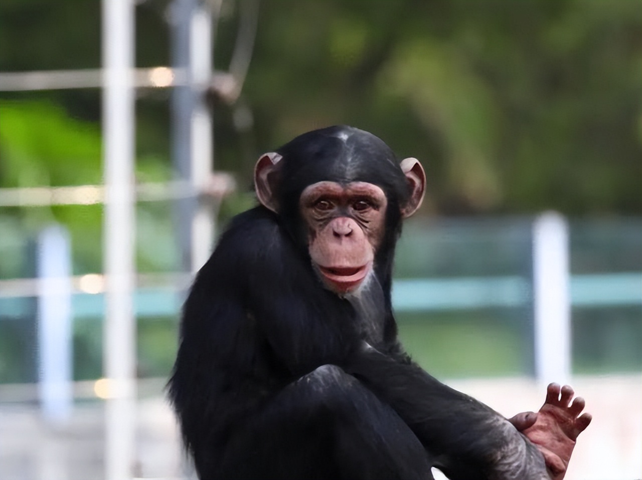 艾滋病源于黑猩猩，它是怎么将艾滋病传到非洲，再传到全世界的？
