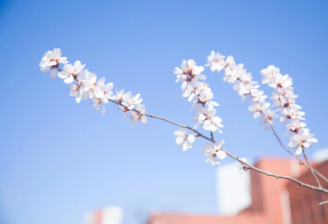 大工校庆,大工校庆晚会直播