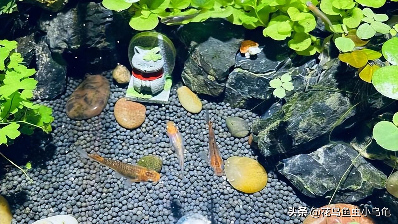 观背青鳉孵化出来需要和卵分开吗,观背青鳉从卵孵化到长大需要多久