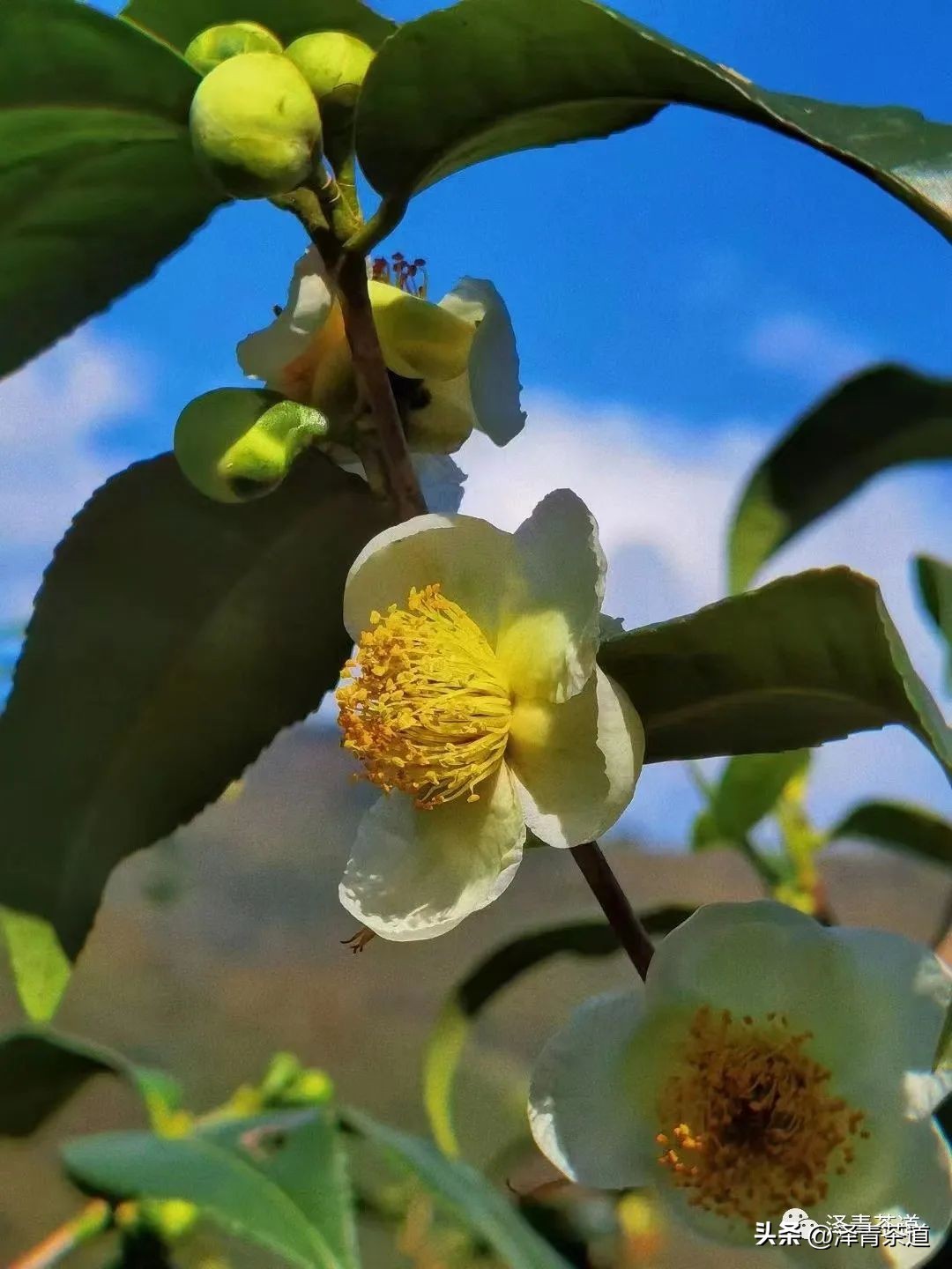 写春天的著名唐诗宋词加赏析,十首描写春天的宋词