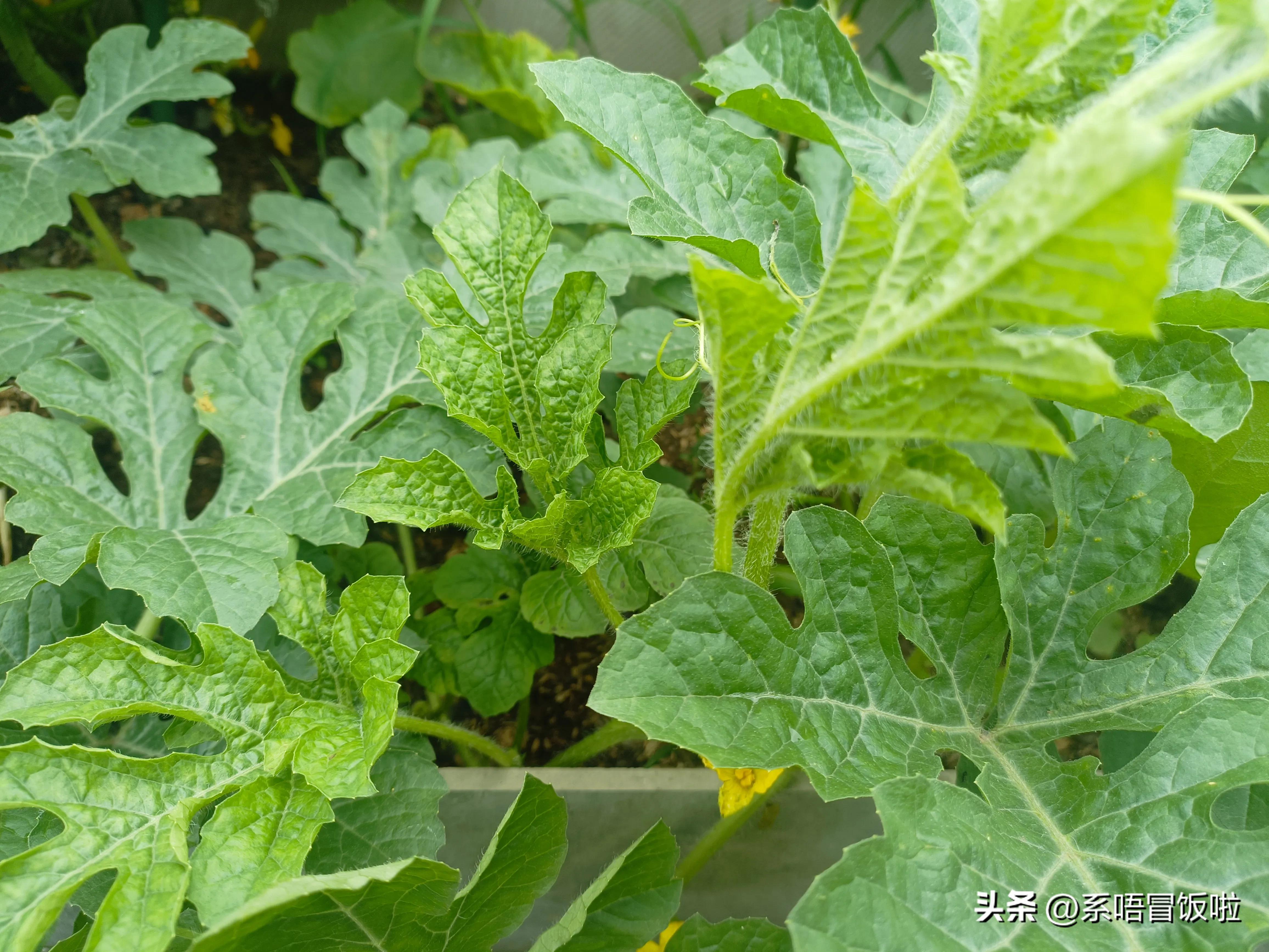 西瓜开花期怎样管理才能高产,盆栽西瓜开花后怎么管理