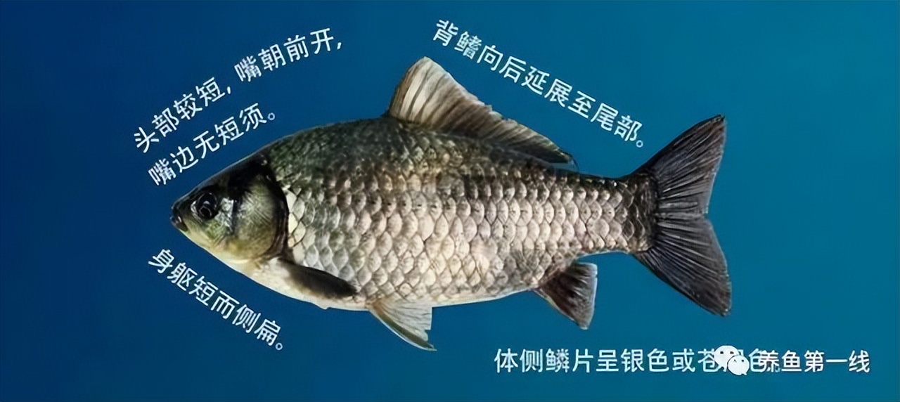 闈掕崏椴㈤硻椴菠鍖哄埆,闈掕崏椴㈤硻椴菠濡備綍鍖哄垎