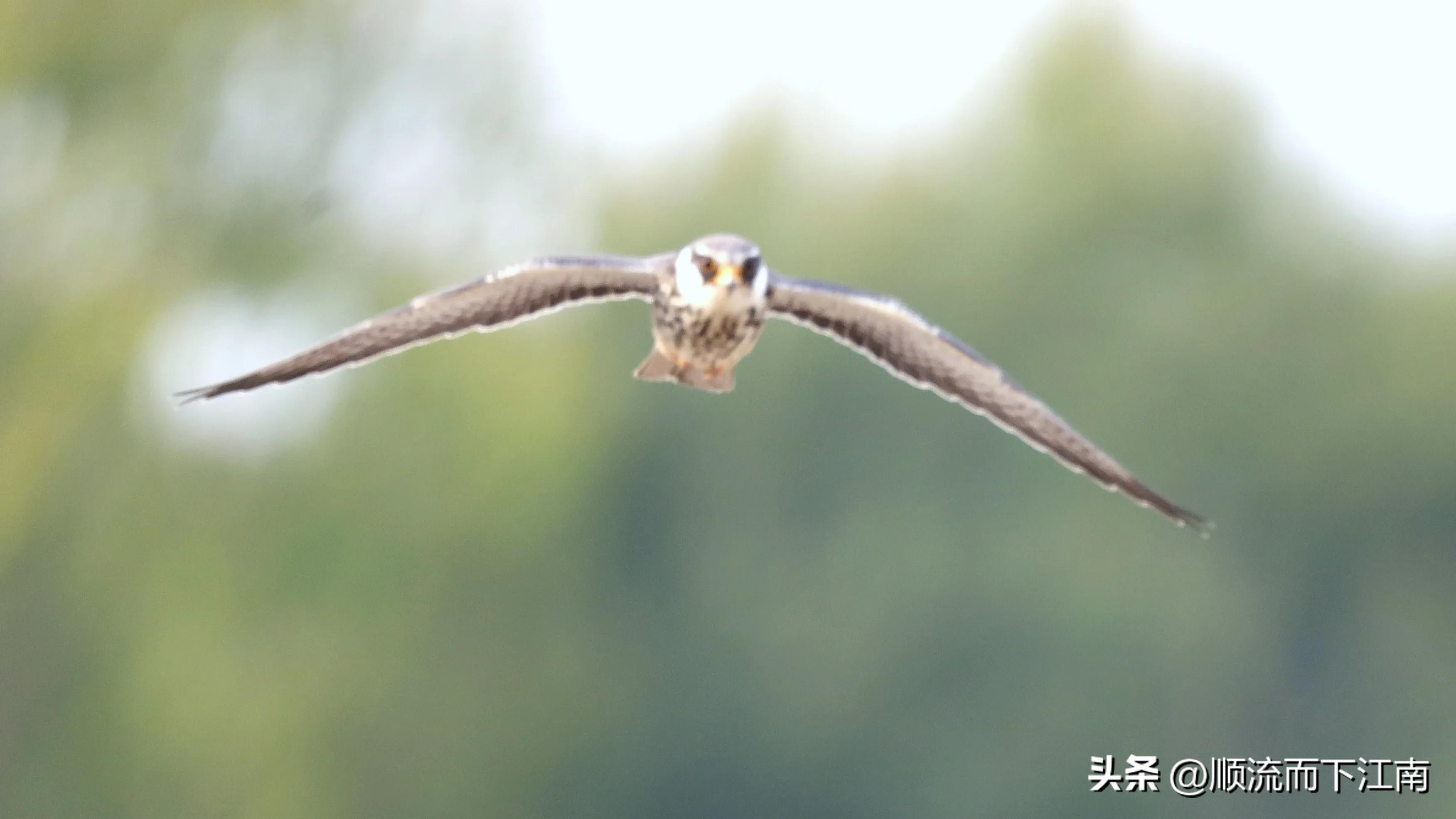 红脚隼叫声,红脚隼