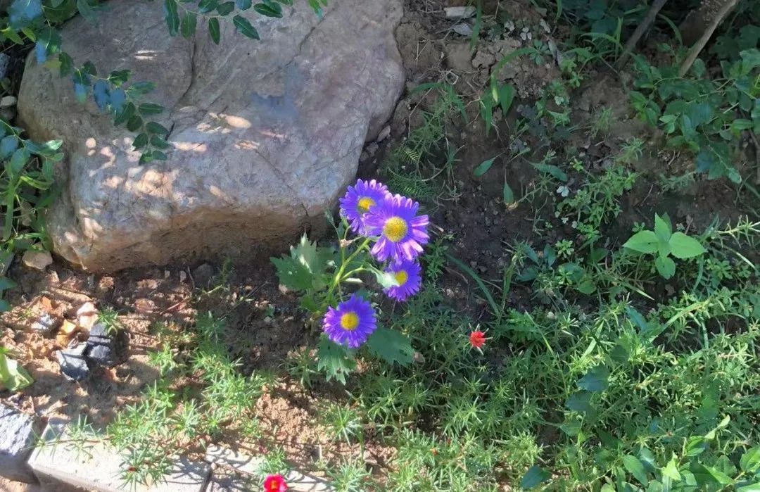 36岁不婚不育，她裸辞回家：吃住全免，太爽了