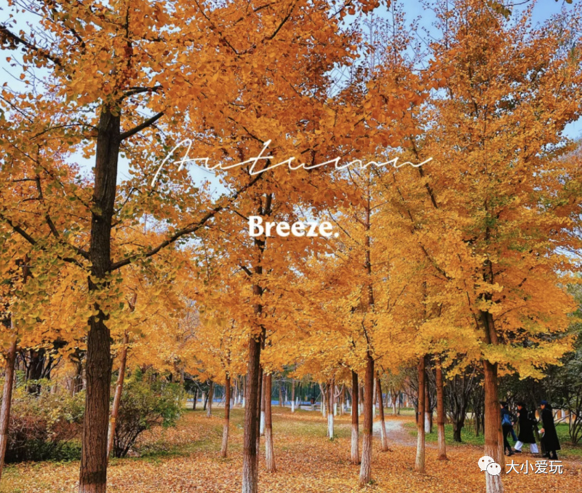 银杏最美的地方,这九个美丽的地方你想去看看吗