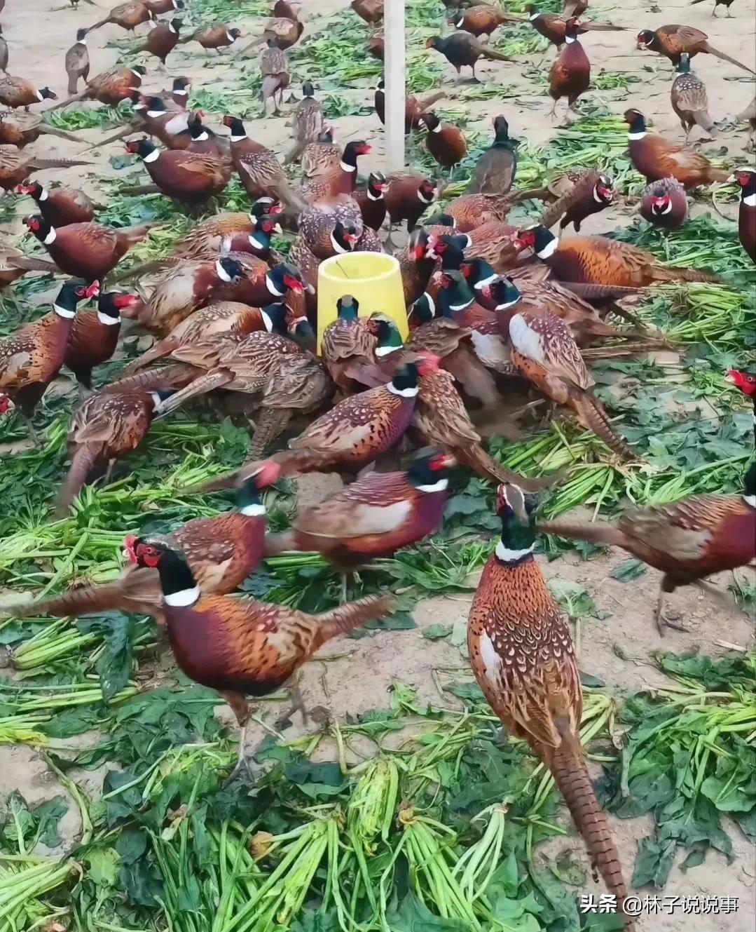 农村种植养殖什么最有前景,农村鸡鸭养殖前景怎么样