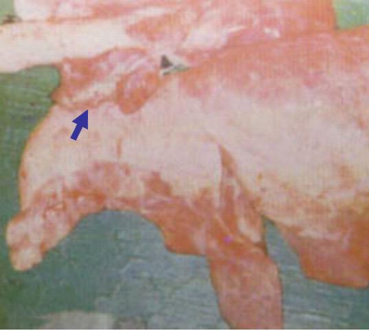 猪应急用药,猪生病的常用药