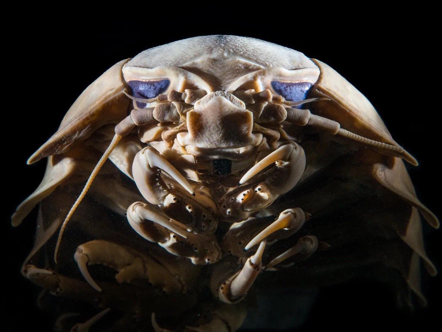 巨型西瓜虫海洋,深海巨足虫和西瓜虫