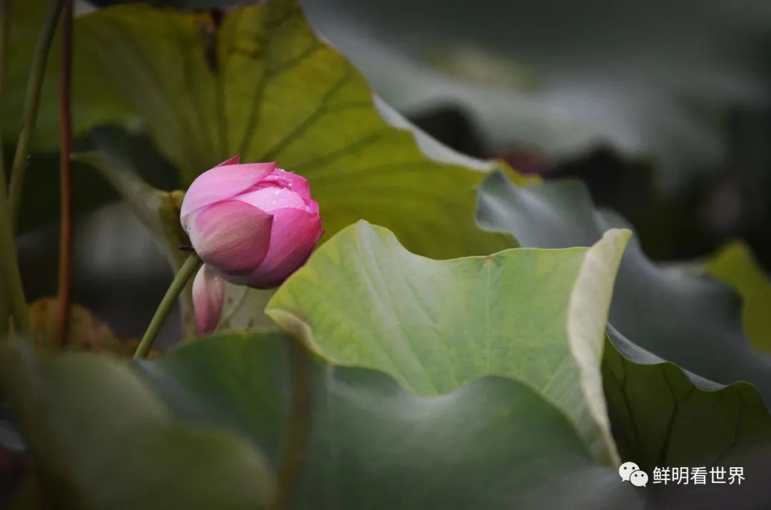 明心见性花开见佛,花开见佛碧水禅心