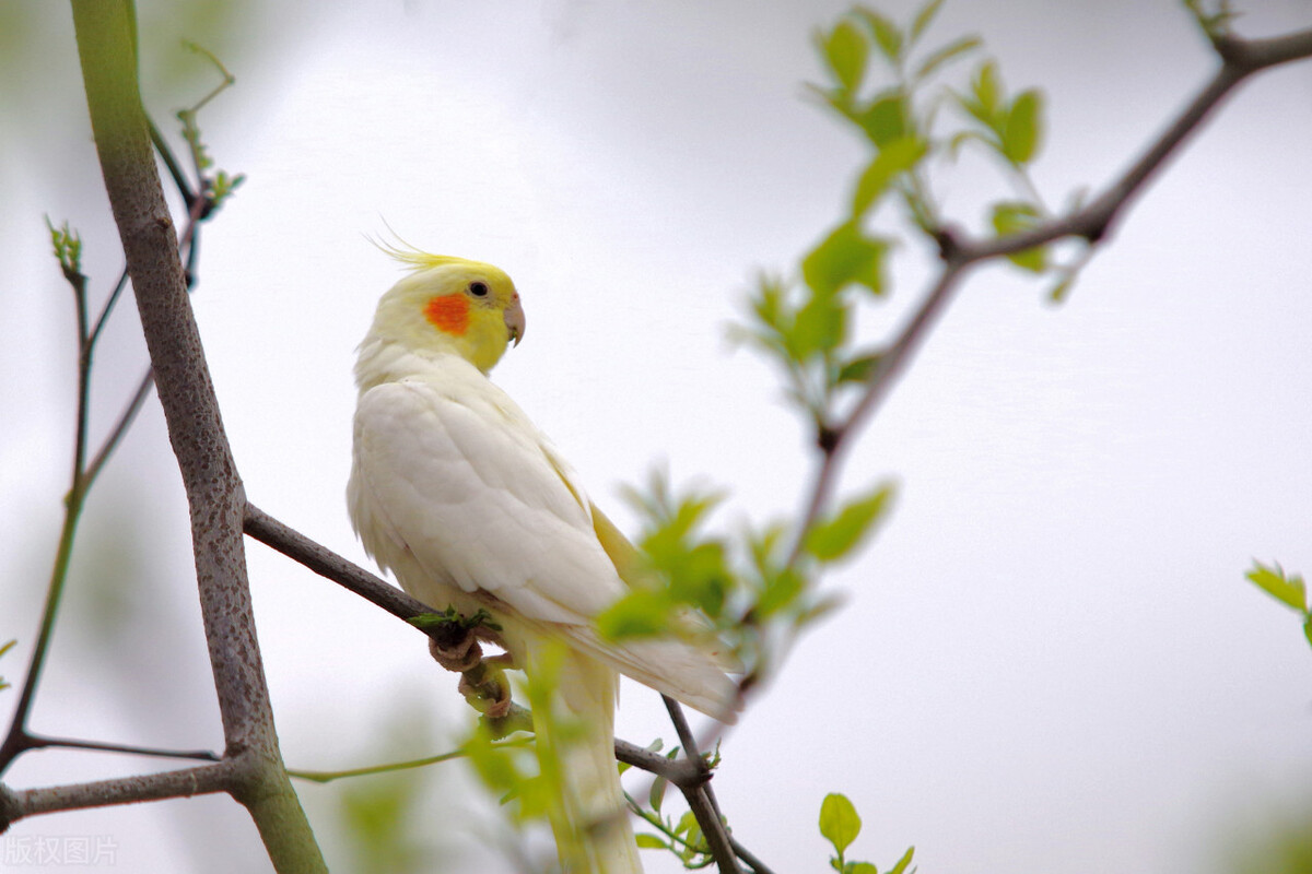 鹦鹉卡住嗓子了怎么急救,鹦鹉眼睛有异物