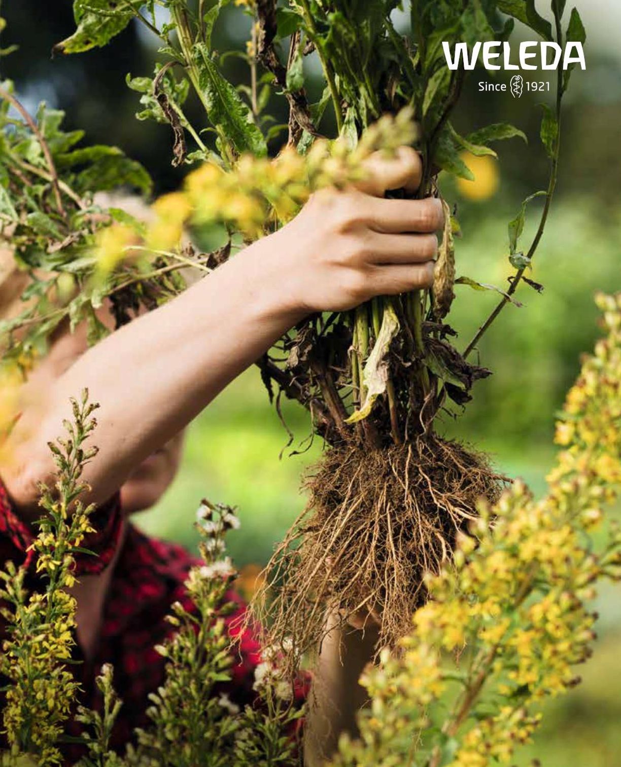 德国weleda护肤品怎么样,weleda抗皱精华