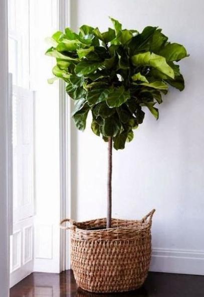 家里养什么花好看又旺财,在家养什么花好看又旺财