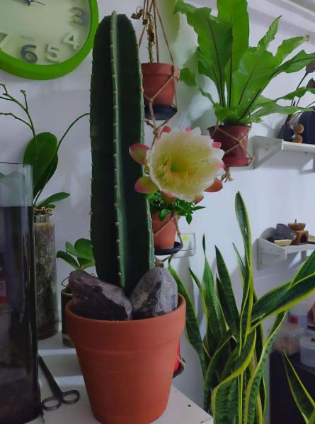 家里养什么花好看又旺财,在家养什么花好看又旺财