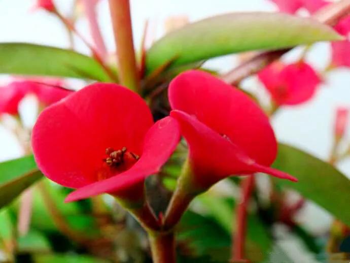 虎刺梅开花像海棠一样红,虎刺红梅花