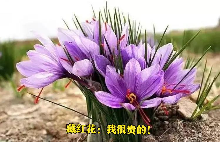 藏红花和红花功效有什么区别吗,红花和藏红花有区别吗视频