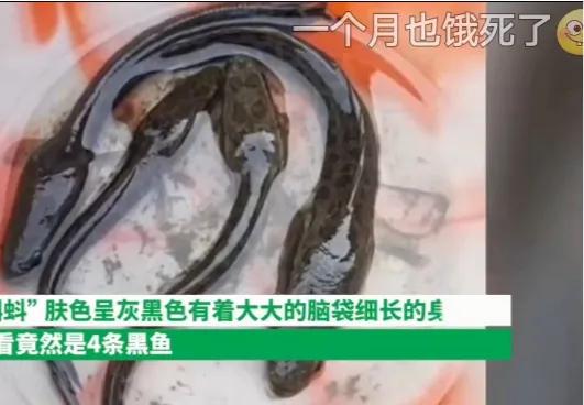黑鱼死亡小鱼还能活吗,黑鱼饿瘦成了蝌蚪后续原视频