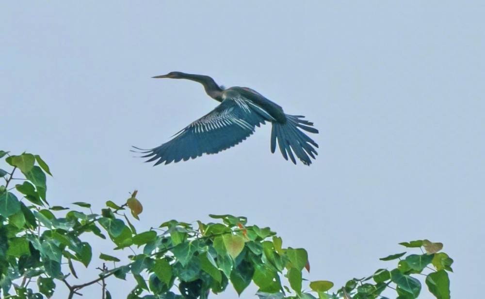 云南惊现罕见的“神仙鸟”，相传百年才出现一次，这有什么征兆？