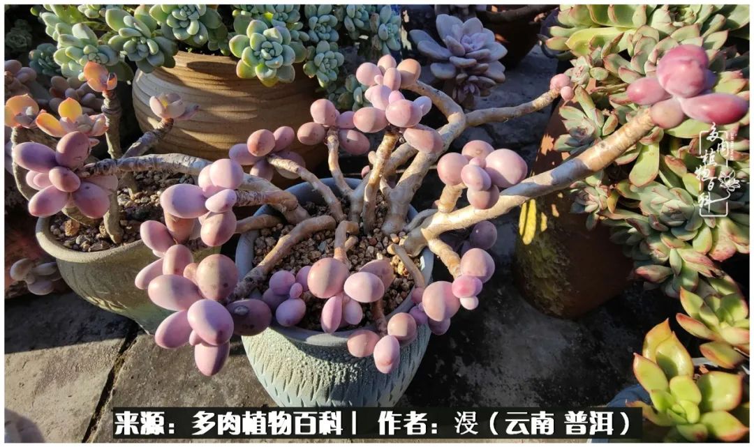 云南的冬天没有云！养肉七年，不谈得失，只论陪伴！