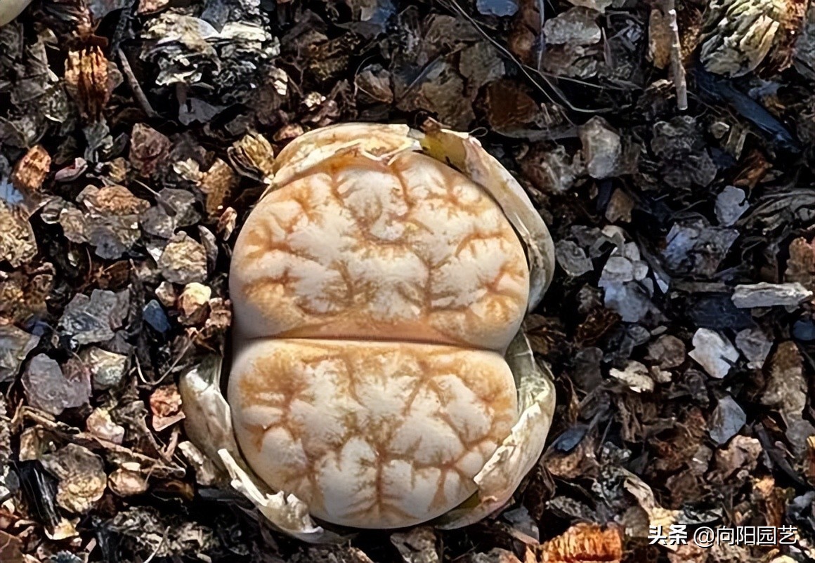 养生石花，不要人工扒皮，放在太阳下暴晒，利用光照自然退皮