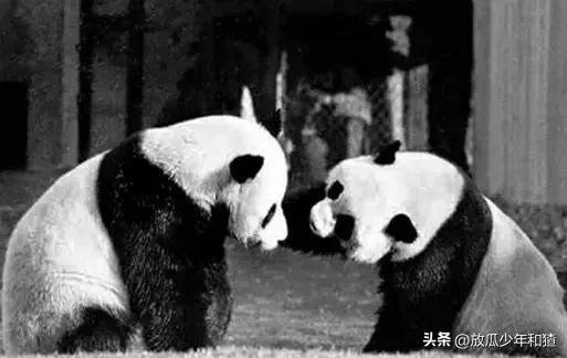 出租大熊猫,陕西大熊猫为啥不出租