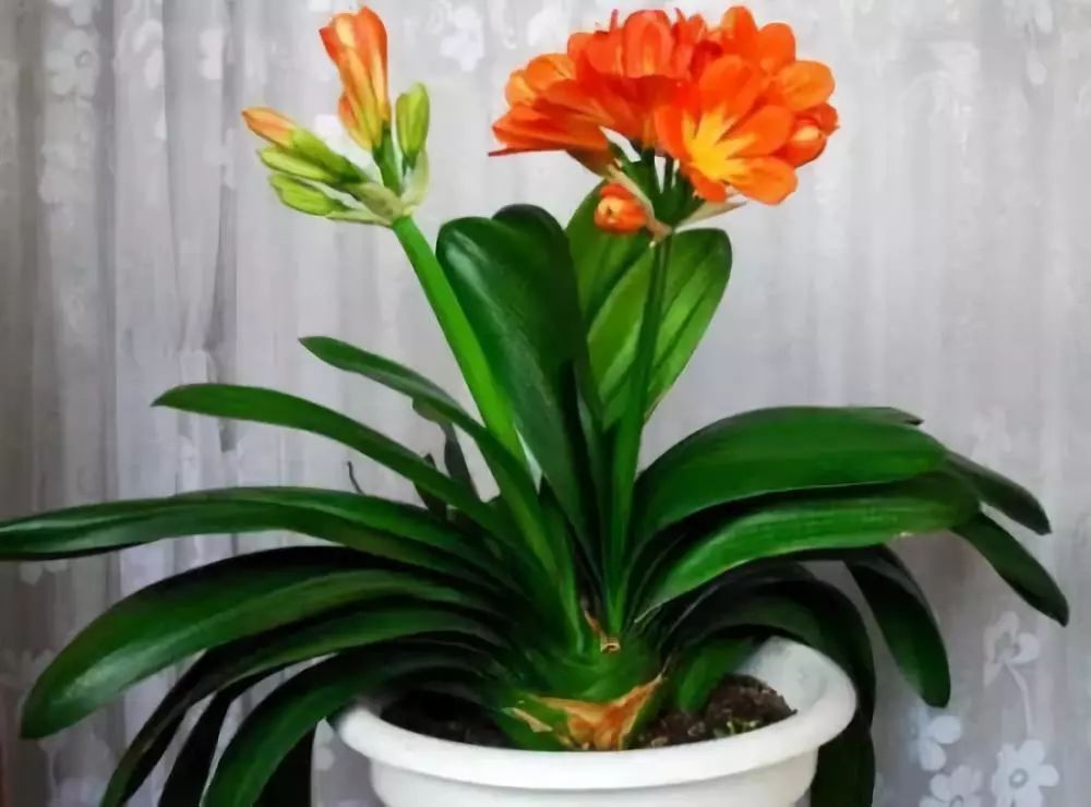 种什么蔬菜可吸甲醛,适合家庭种植的除甲醛植物