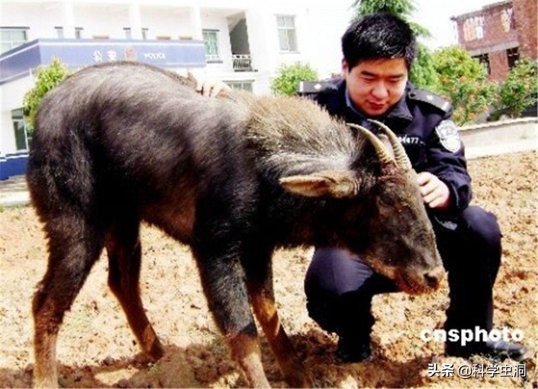 湖北出现多只神兽天马,湖北的天马好吗